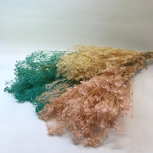 Gypsophilla MG Prservada