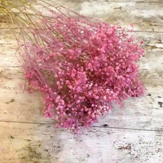 Gypsophilla Paniculata Seca