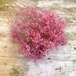 Gypsophilla Paniculata Seca