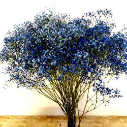 Gypsophilla Paniculata Seca