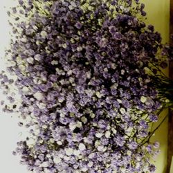 Gypsophilla Paniculata Seca