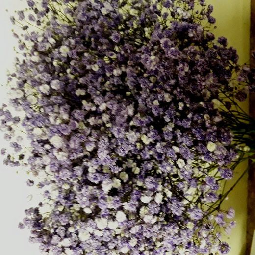 Gypsophilla Paniculata Seca