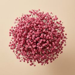 Gypsophilla Paniculata Seca