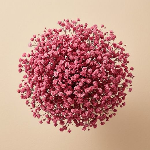 Gypsophilla paniculata séchée