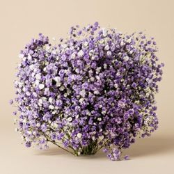 Gypsophilla Paniculata Seca