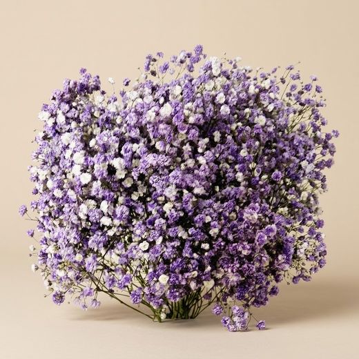 Gypsophilla Paniculata Seca