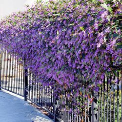 Hardenbergia Violacea