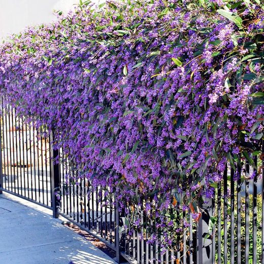 Hardenbergia Violacea