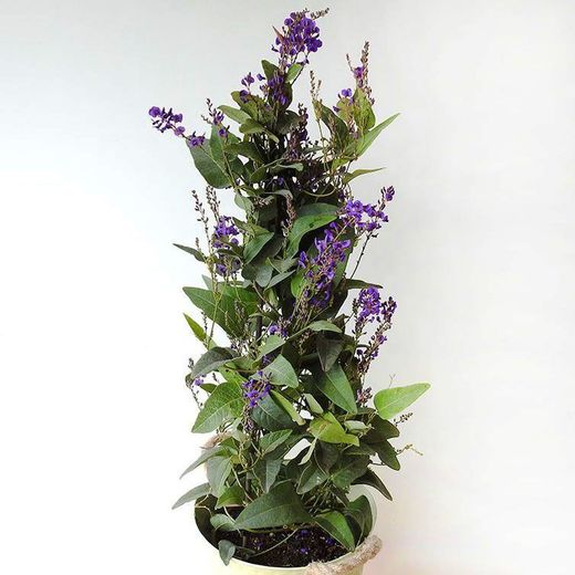 Hardenbergia Violacea