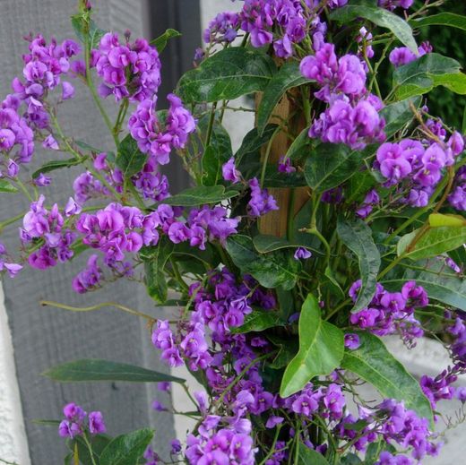 Hardenbergia Violacea