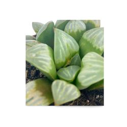 Haworthia Refusa