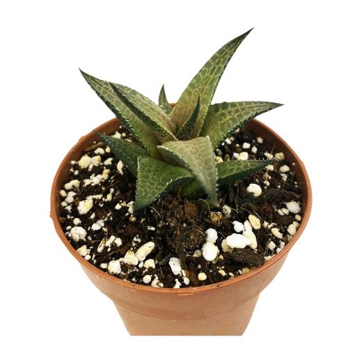 Haworthia Tesellata