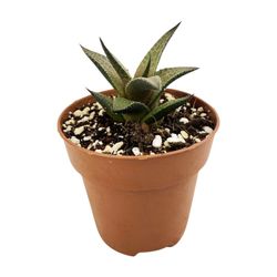 Haworthia Tesellata