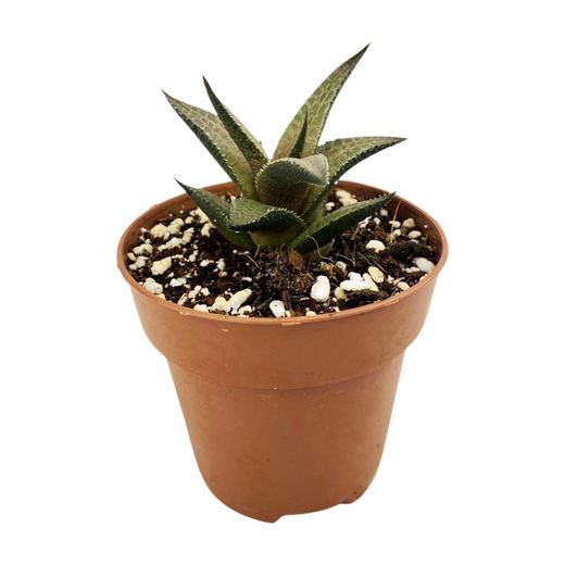 Haworthia Tesellata