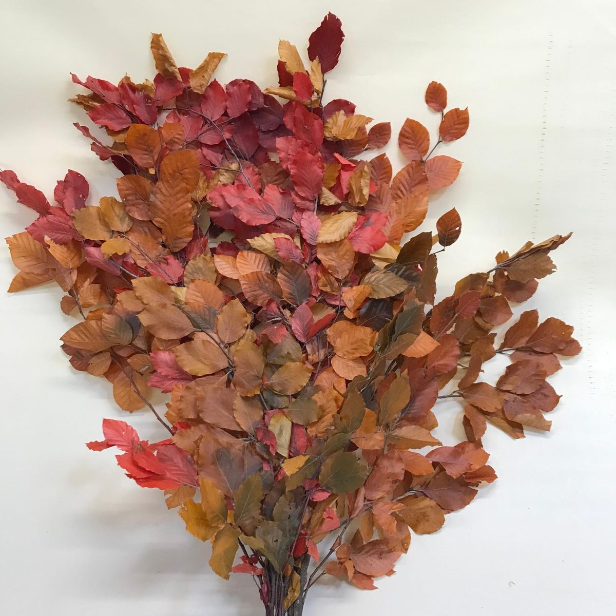 Haya preservada Amarillo