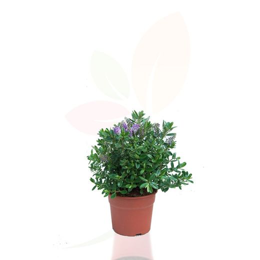 HEBE VERONICA VERDE