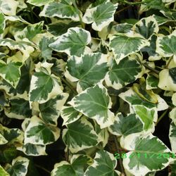 Hedera Gloria de Marengo