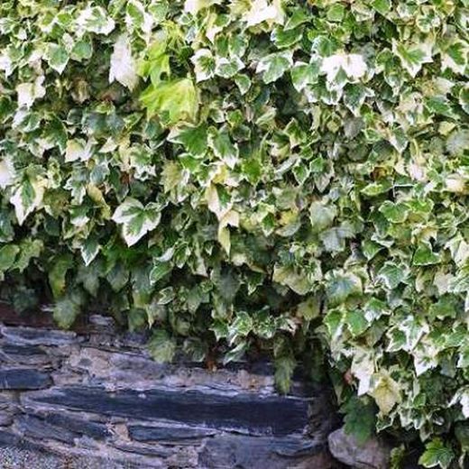 Hedera Gloria de Marengo