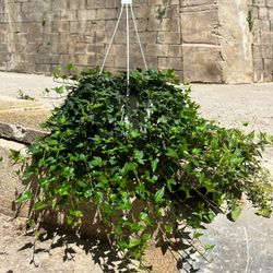 Hedera Helix Colgante