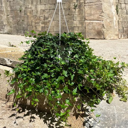 Hedera Helix Colgante