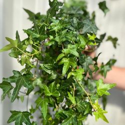 Hedera Helix Colgante