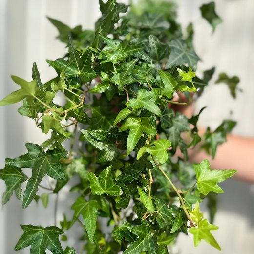 Hedera Helix Colgante