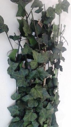 Hedera Helix Mini Preservada
