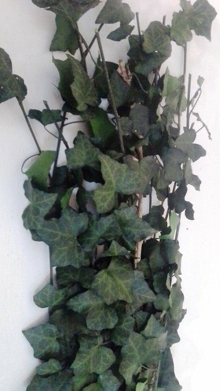 Hedera Helix Mini Preservada