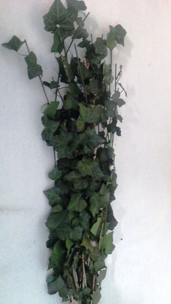 Hedera Helix Mini Preservada