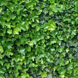 Hedera Hibérnica Hiedra