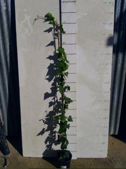 Hedera Hibérnica Hiedra