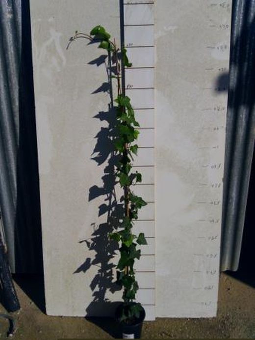 Hedera Hibérnica Hiedra