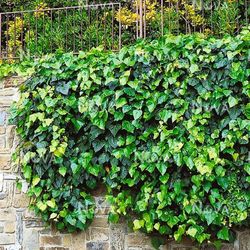 Hedera Hibérnica Hiedra