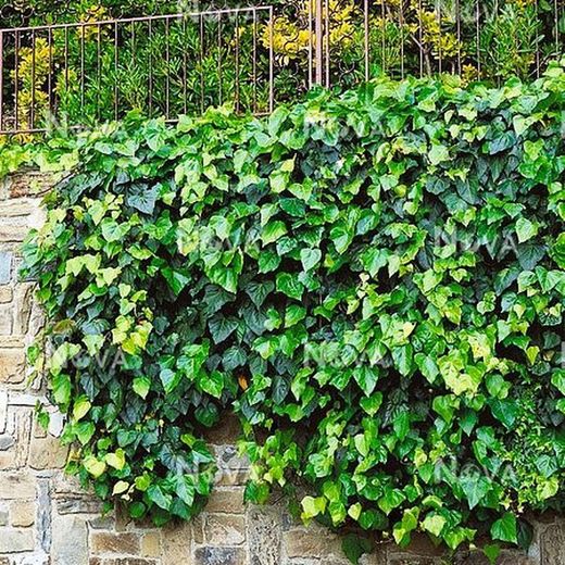 Hedera Hibérnica Hiedra