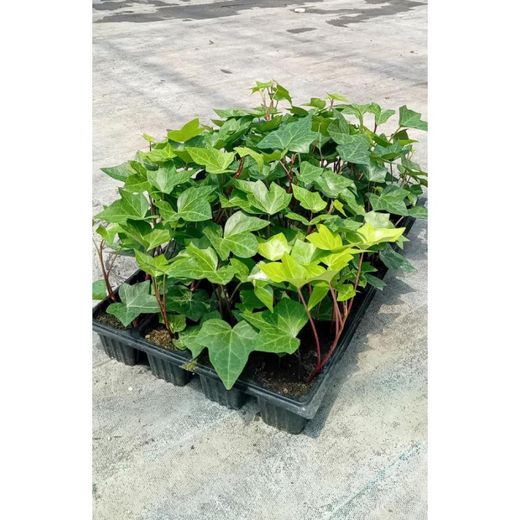 Hedera Hibérnica Hiedra