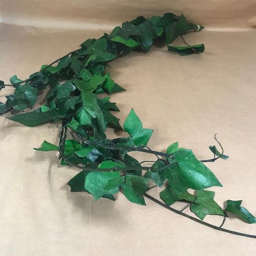 Hedera Hibernica Preservada