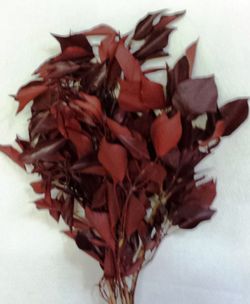 Hedera Rouge Preservada