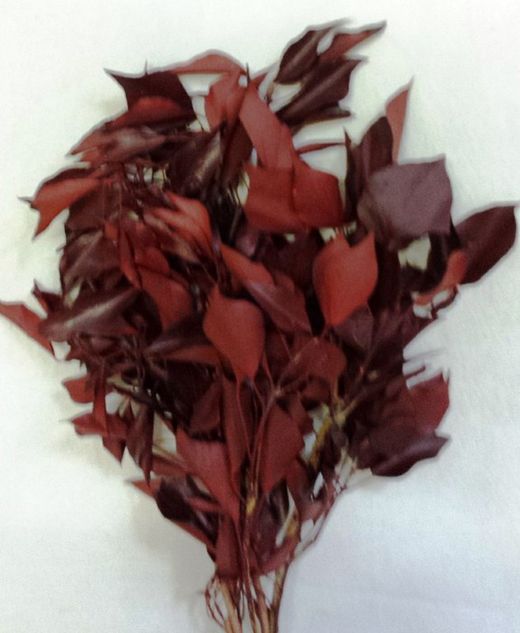 Hedera Rouge Preservada