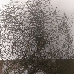 falguera coral