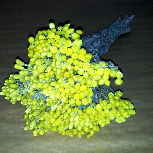 Helichrysum arenarium