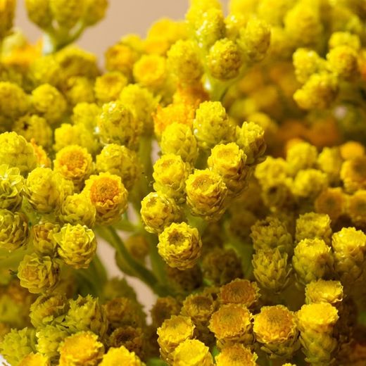 Helichrysum Arenarium