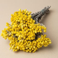 Helichrysum Arenarium