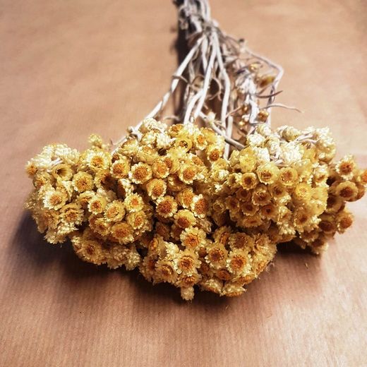 Helichrysum bracteatum Inmortal  Salvaje seca