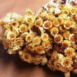Helichrysum bracteatum Imortal Selvagem seco