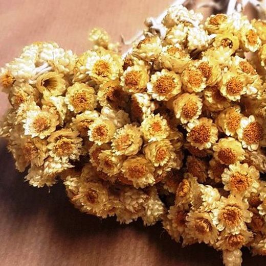 Helichrysum bracteatum Imortal Selvagem seco