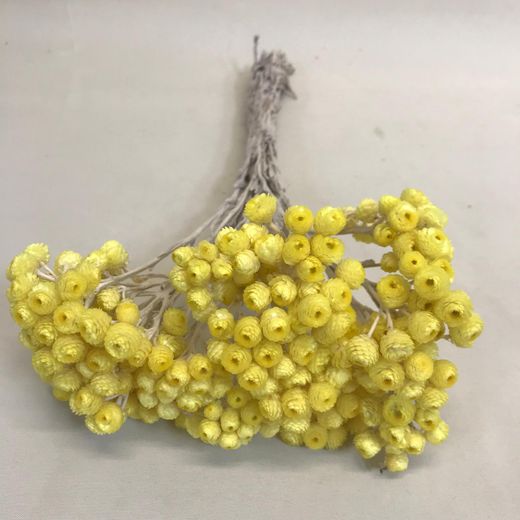Helichrysum bracteatum Imortal Selvagem seco