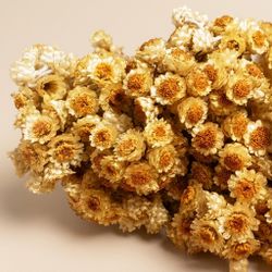 Helichrysum bracteatum Imortal Selvagem seco