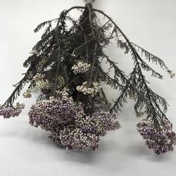 Helichrysum Diosmi Bicolor Preservado