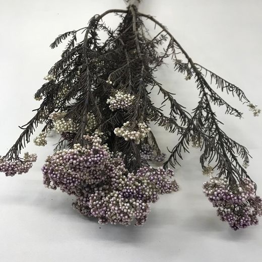 Helichrysum Diosmi Bicolor Preservado