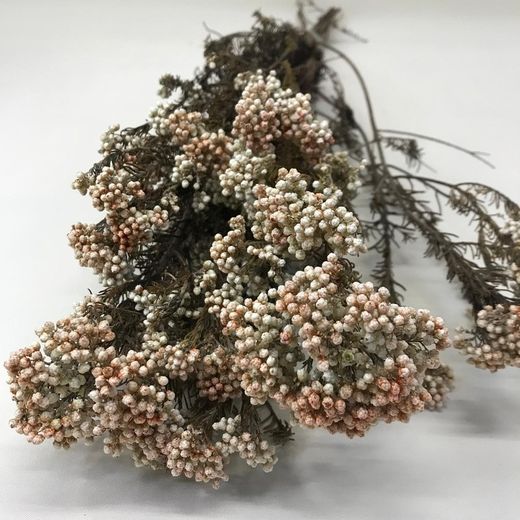 Helichrysum Diosmi Bicolor Preservado
